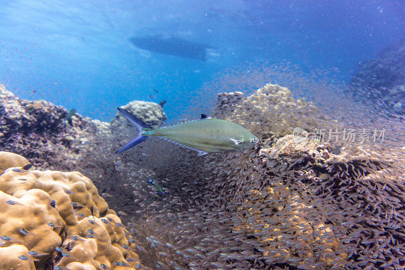 浅滩玻璃鱼又名侏儒清扫鱼(Parapriacanthus ransonneti)正在被小蓝鳍金枪鱼(Caranx melampygus)在珊瑚礁生态系统海洋环境。地点是泰国甲米安达曼海哈岛。